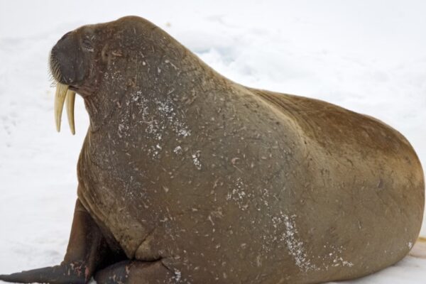 Extinct Walrus-like Mammal Discovered in Atlantics, Provides New Insights into Marine Evolution