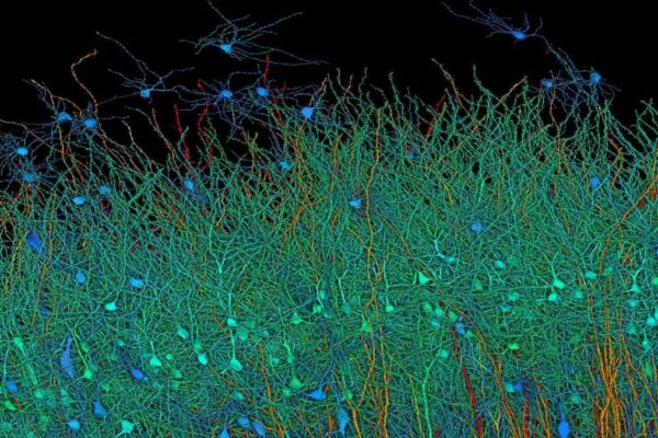 Harvard and Google Created the Most Detailed Map of Brain Using AI